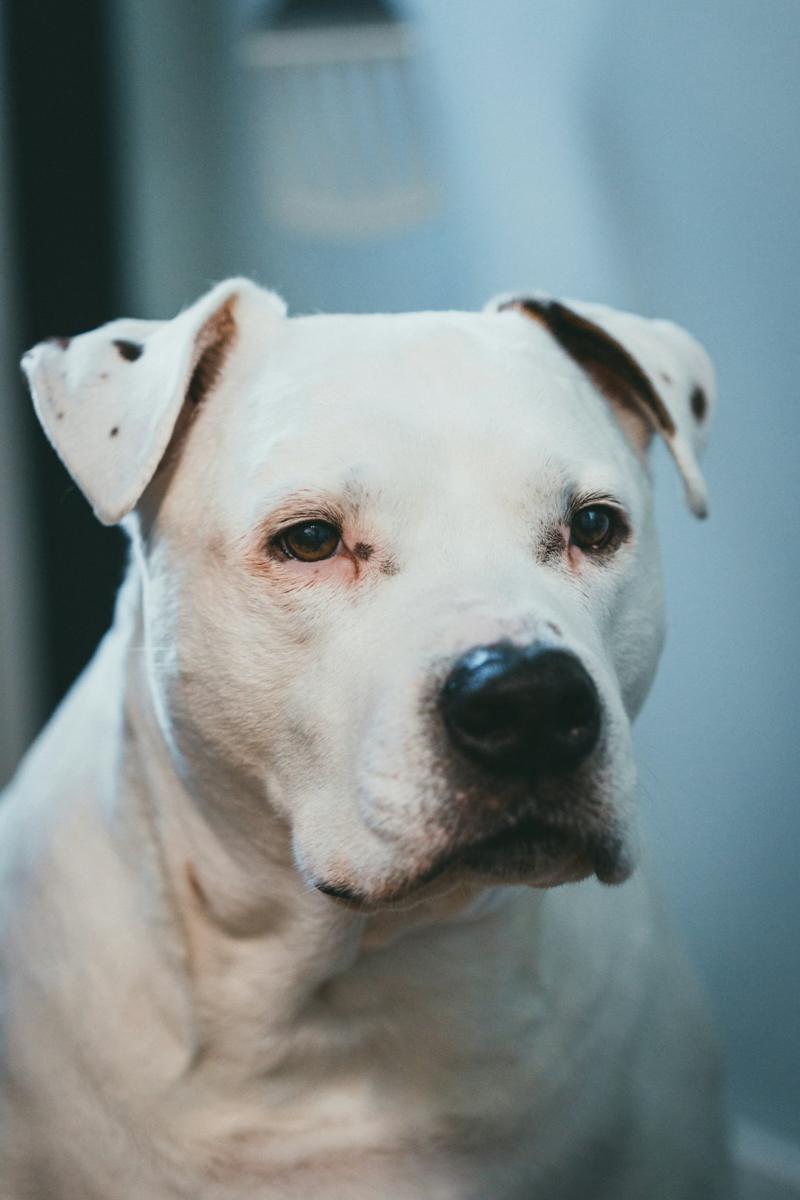 Primer plano de un perro blanco con la nariz negra